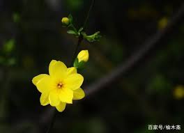 春季花卉在诗中绽放金英翠萼，于寒意中显现出无尽的生命力与美丽