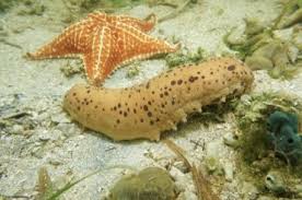 探究海参的生物分类：它到底是否属于软体动物？